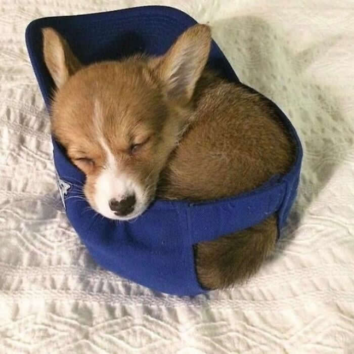 Hug for Your Soul: 36 Animal Photos So Cute They’ll Melt Your Stress Away 71 A sleepy corgi puppy is curled up inside a blue baseball cap on a white bed, resting its tiny face on the edge like the coziest little nest in the world.