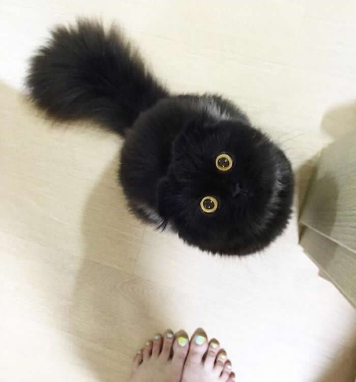 Hug for Your Soul: 36 Animal Photos So Cute They’ll Melt Your Stress Away 72 A fluffy black kitten with huge round golden eyes looks straight up at the camera, its oversized tail stretched behind it, creating a magical little moment of curiosity and pure cuteness.