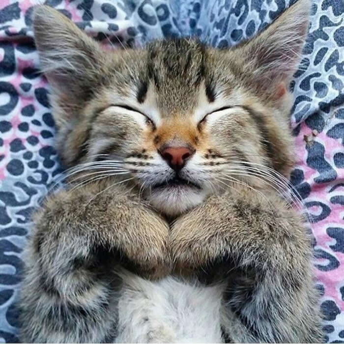 Hug for Your Soul: 36 Animal Photos So Cute They’ll Melt Your Stress Away 73 A tabby kitten lies on its back with eyes closed and tiny paws tucked under its chin, wearing the sweetest sleepy smile against a patterned blanket.