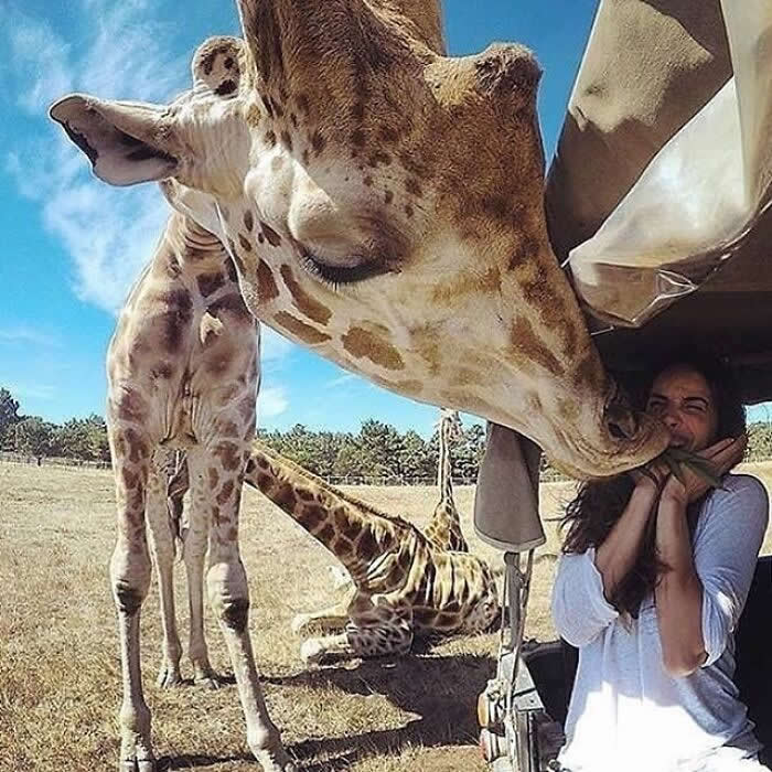 Hug for Your Soul: 36 Animal Photos So Cute They’ll Melt Your Stress Away 74 A giraffe leans down and nuzzles a woman’s face while she smiles under a shaded structure, creating a sweet and unforgettable moment of trust, affection, and gentle connection.