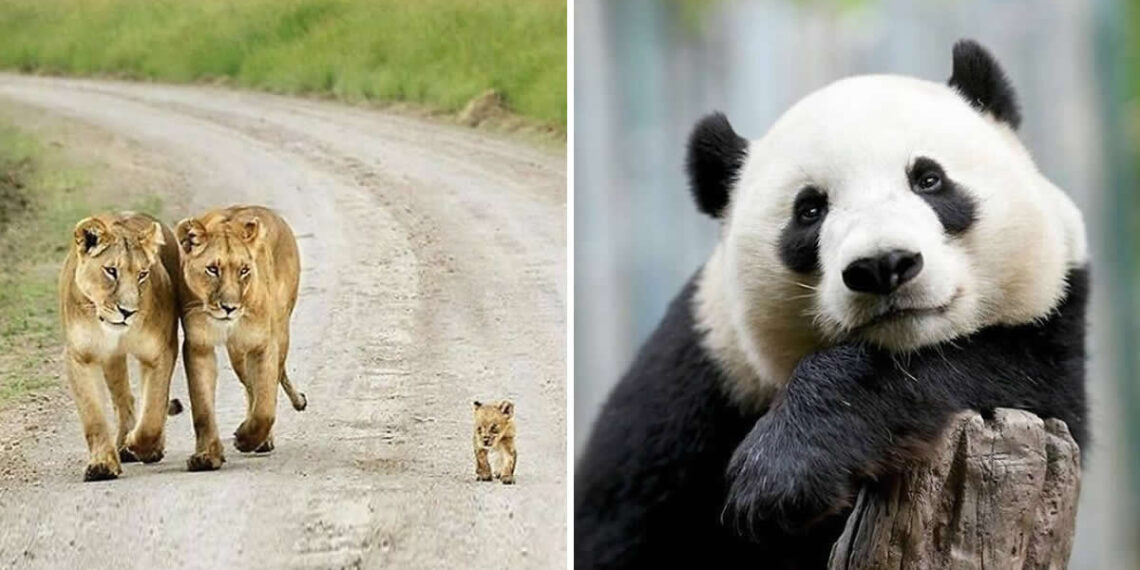 Hug for Your Soul: 36 Animal Photos So Cute They’ll Melt Your Stress Away 37 Animal Photos So Cute They Will Melt Your Stress Away