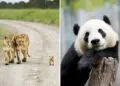 Animal Photos So Cute They Will Melt Your Stress Away