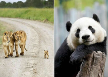 Animal Photos So Cute They Will Melt Your Stress Away