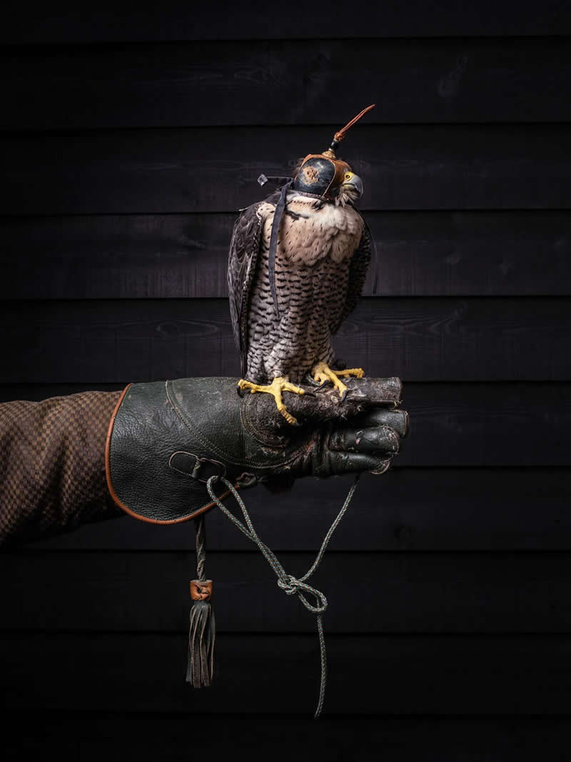 The Next Generation of Photography: 20 Winning Images From AOP Student Awards 2026 28 Things Category - Silver Winner: Falcon on Fist by Megan Dickson, Norwich University of the Arts – BA (Hons) Photography - AOP Student Awards 2026 Winners