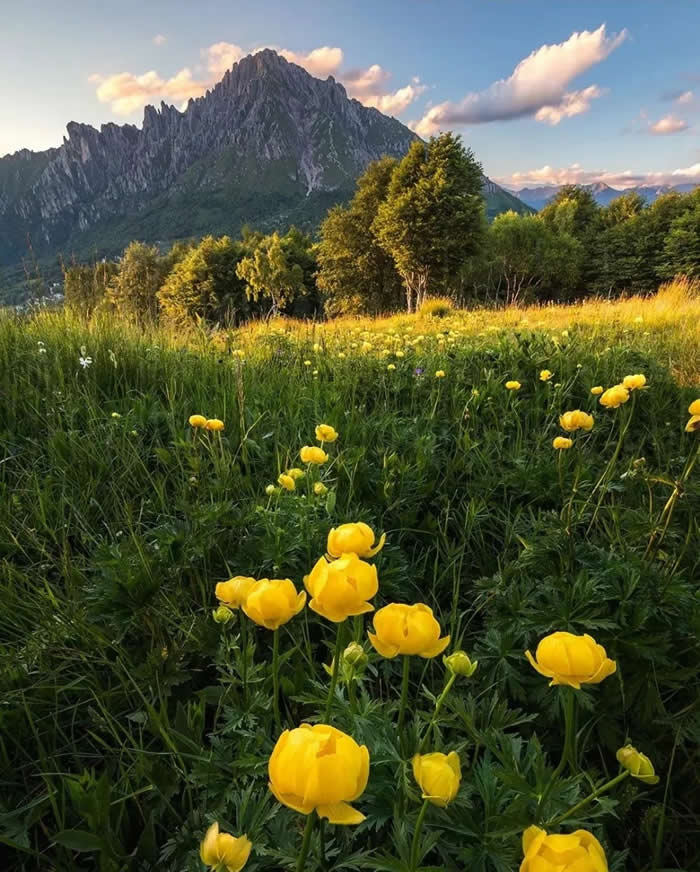 Beauty of the Earth: 33 Epic Landscape Views That Prove Nature Is the Greatest Artist 37 Bright yellow wildflowers fill a grassy meadow in the foreground, with trees and a jagged mountain rising in the background under a blue sky with soft clouds.