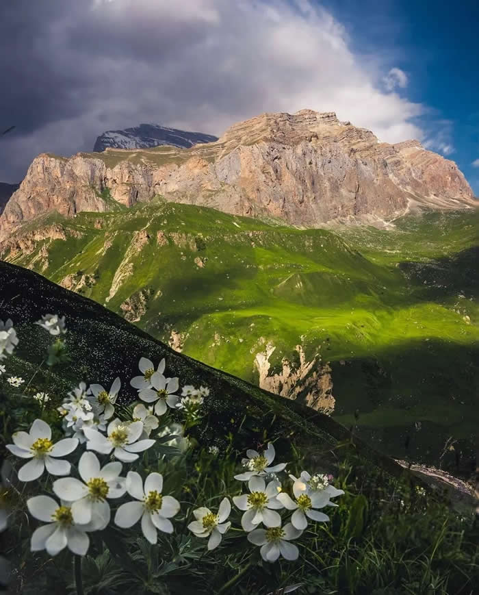 Beauty of the Earth: 33 Epic Landscape Views That Prove Nature Is the Greatest Artist 39 White wildflowers bloom in the foreground of a green mountain landscape, with dramatic rocky peaks rising in the background under a partly cloudy sky.