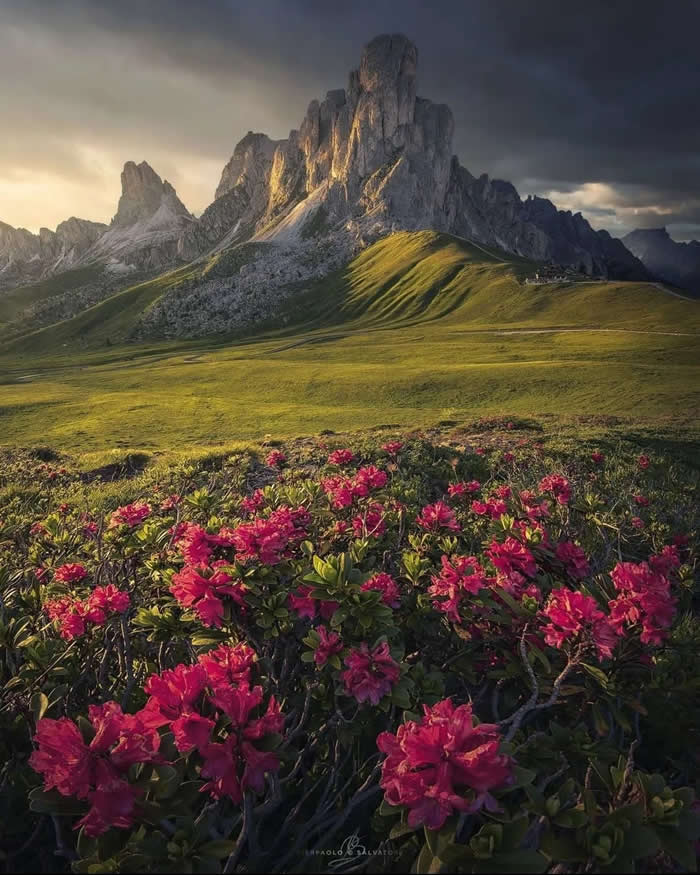 Beauty of the Earth: 33 Epic Landscape Views That Prove Nature Is the Greatest Artist 44 Bright pink alpine flowers cover the foreground of a grassy mountain meadow, with dramatic rocky peaks rising in warm light beneath a dark, stormy sky.