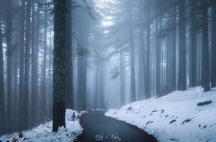 Beauty of the Earth: 33 Epic Landscape Views That Prove Nature Is the Greatest Artist 52 A narrow road winds through a snowy forest filled with tall pine trees, fading into blue-gray fog and soft winter light.