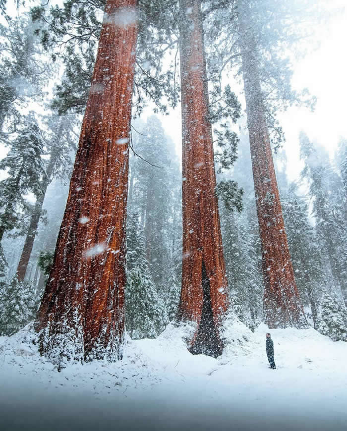 Beauty of the Earth: 33 Epic Landscape Views That Prove Nature Is the Greatest Artist 56 Massive redwood trees tower over a snowy forest during falling snow, with a lone person standing at the base of one trunk to show the immense scale.