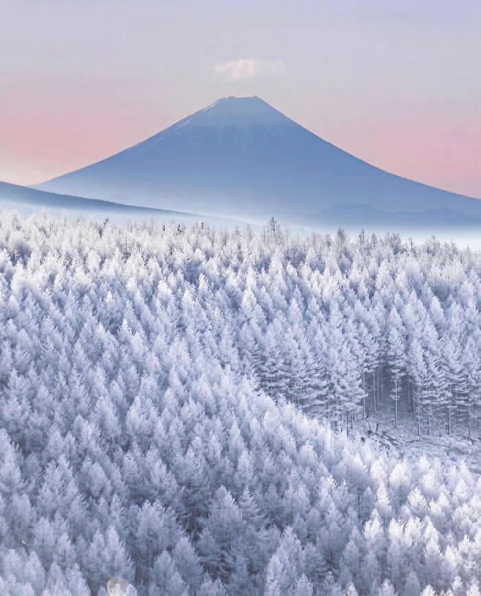 Beauty of the Earth: 33 Epic Landscape Views That Prove Nature Is the Greatest Artist 64 Mount Fuji rises in the distance above a vast snow-covered forest, with frosted white trees filling the foreground under a soft pink and pale blue winter sky.