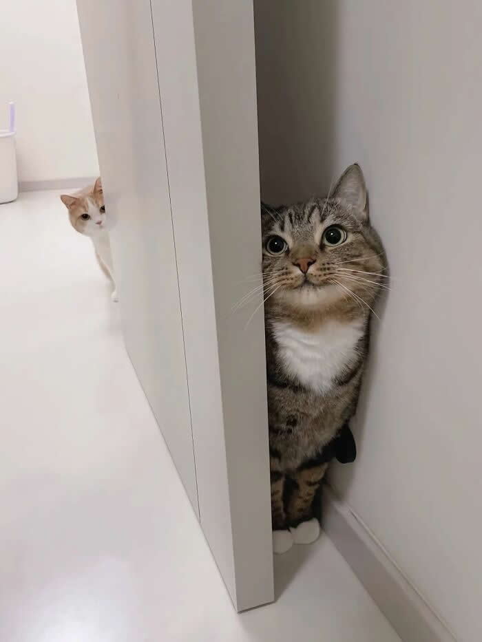 Two adorable cats peek around a narrow hallway corner, with one wide-eyed tabby squished between the wall and cabinet in front while another orange-and-white cat spies from the background.