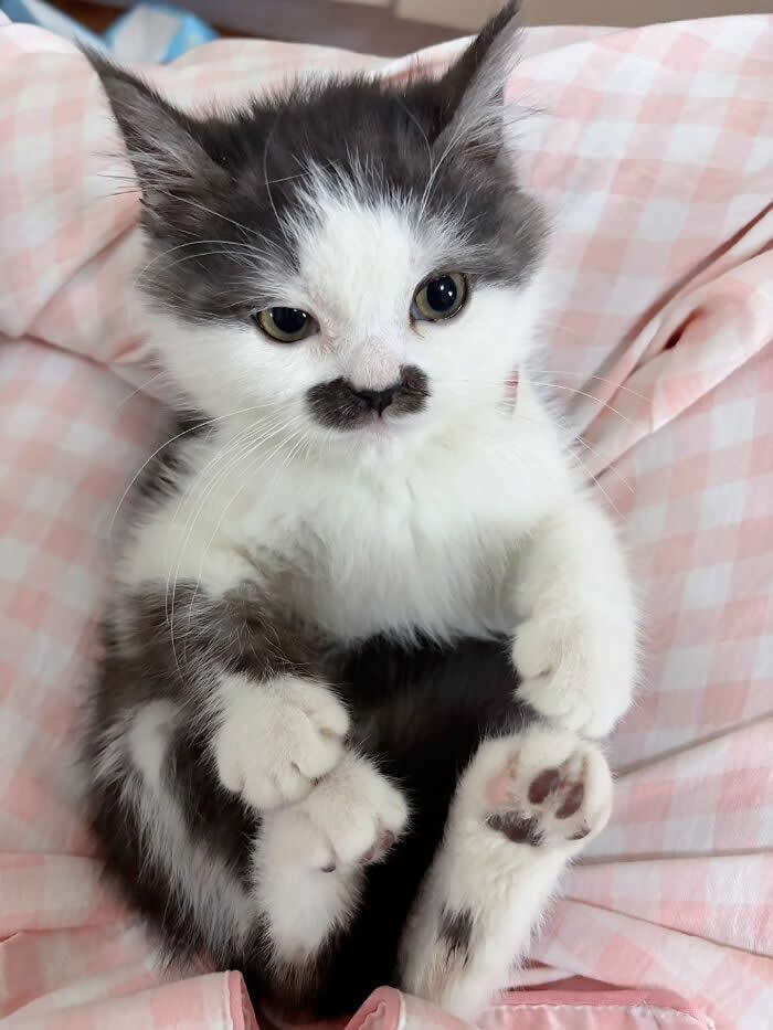 A fluffy black-and-white kitten lies on pink checkered bedding with its paws tucked up, showing off a tiny dark mustache-shaped marking under its nose and an adorably grumpy expression.