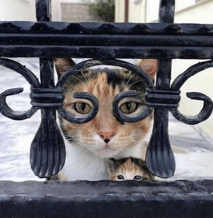 A calico cat stares through an ornate black metal gate while a tiny kitten peeks out from below, creating a funny scene that looks like a serious security check.