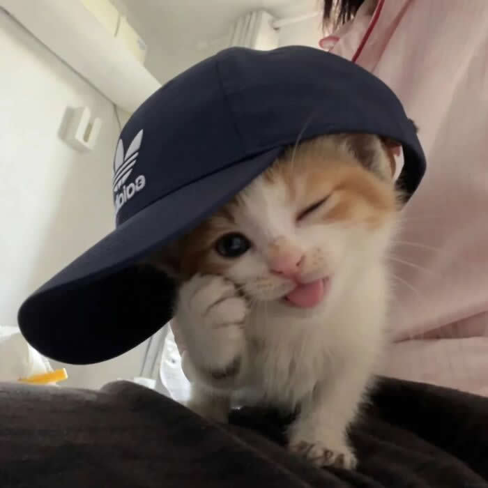 A tiny orange-and-white kitten wears an oversized black cap tilted sideways while winking, sticking out its tongue, and holding one paw to its cheek in a hilariously confident pose.