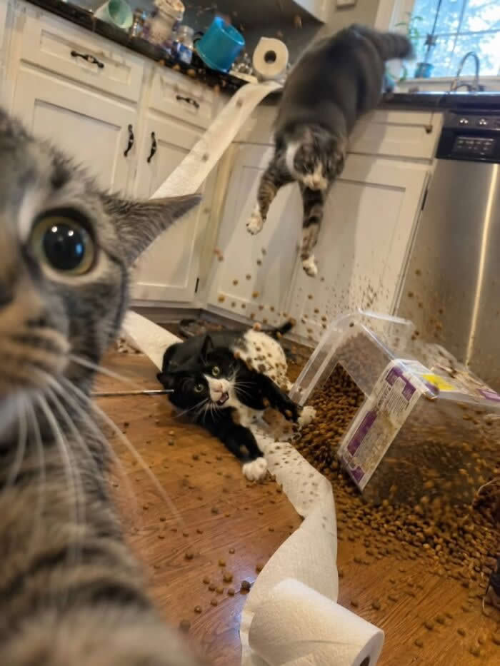Three cats are caught in total kitchen chaos as dry cat food spills across the floor&mdash;one tabby is up close to the camera, one black-and-white cat looks shocked on the floor, and another cat leaps off the counter mid-disaster.