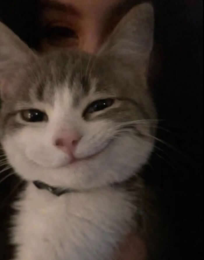 A gray-and-white cat gives a sleepy, smug half-smile while being held close in a dimly lit photo, with a person&rsquo;s face partially visible in the background.