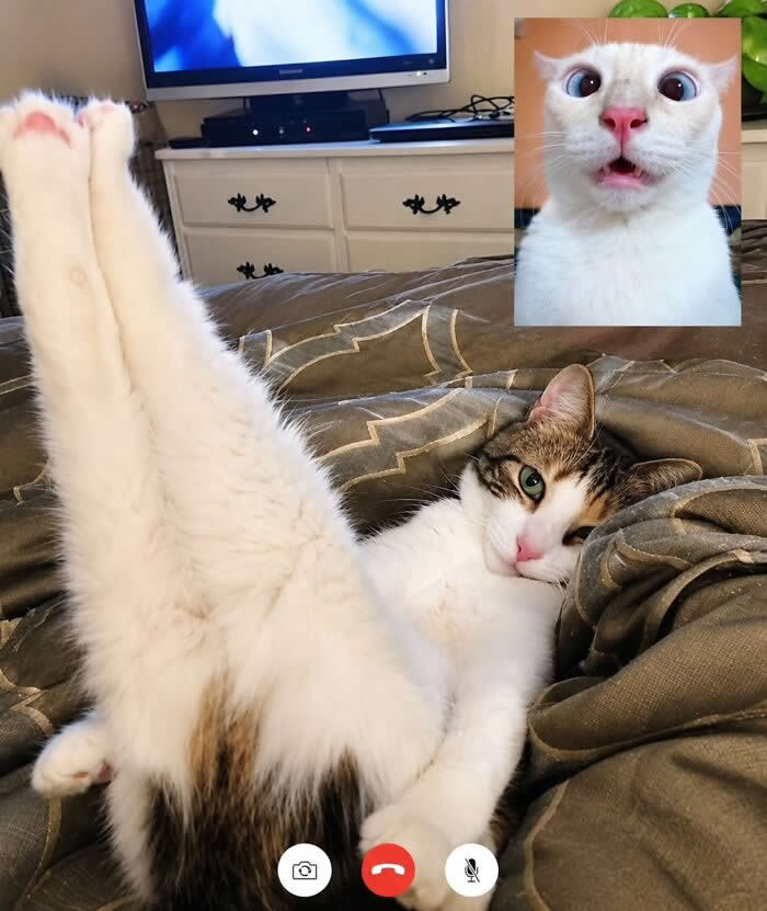 A relaxed white-and-tabby cat lounges on a bed with both back legs stretched straight into the air, while an inset photo shows the same cat making a hilariously shocked face during what looks like a video call.