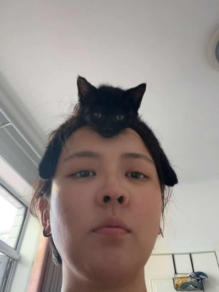 A tiny black kitten sits on top of a person&rsquo;s head like a furry hair accessory, with its paws hanging down on both sides in a hilariously serious selfie.