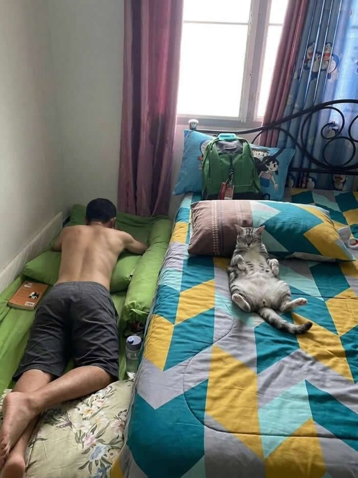 A gray tabby cat lounges on its back in the middle of a colorful bed like it owns the place, while a person sleeps on a narrow mattress on the floor beside it.