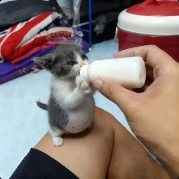 A tiny gray-and-white kitten stands on a person&rsquo;s leg while gripping a baby bottle with both paws, looking completely committed to finishing every last drop of milk.
