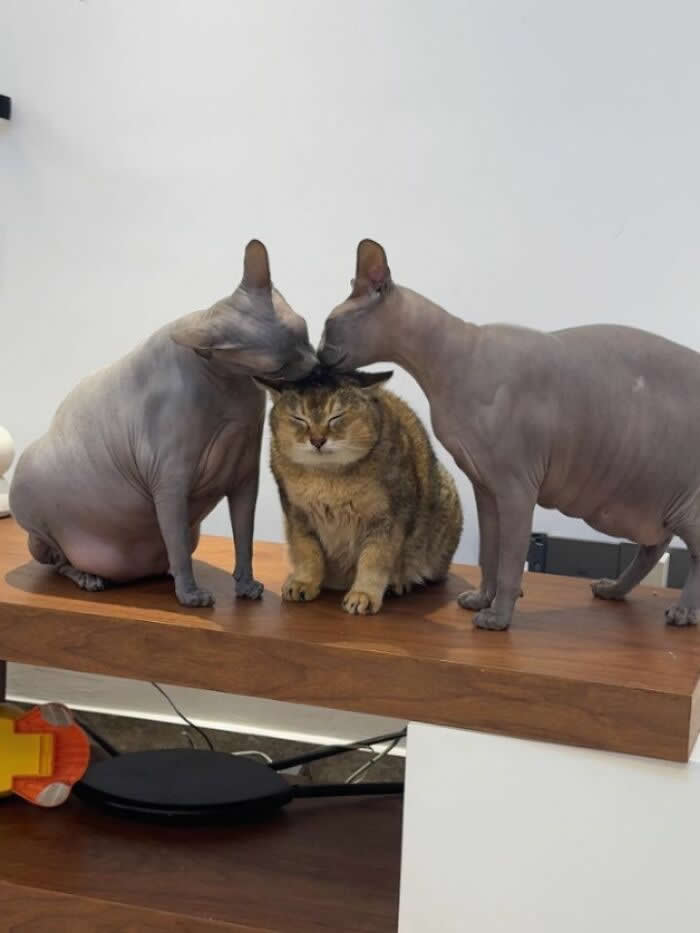 Two hairless Sphynx cats lean in from both sides to groom a grumpy tabby sitting between them on a wooden table, creating a hilariously awkward group cuddle moment.