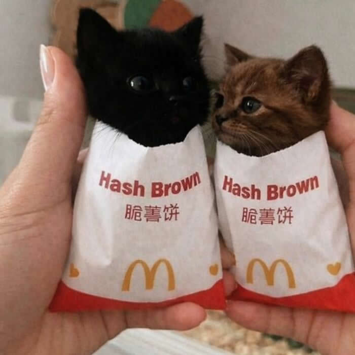 Two tiny kittens are wrapped inside McDonald&rsquo;s hash brown sleeves and held in someone&rsquo;s hands, with one black kitten and one brown kitten peeking out like adorable little breakfast snacks.