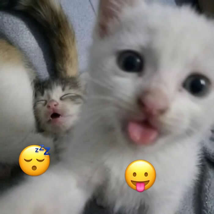 A sleepy kitten naps with its mouth open in the background while a white kitten in the foreground stares at the camera with its tongue sticking out, creating an adorably chaotic contrast.