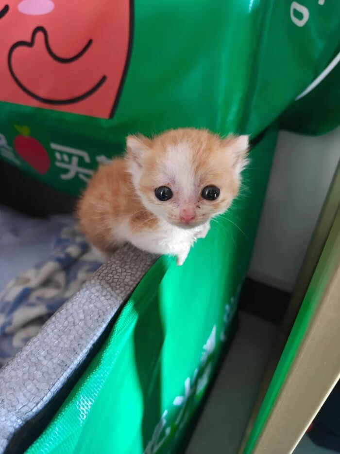 An impossibly small orange-and-white kitten balances on the narrow edge of a green playpen, staring up with huge round eyes like it has no idea how it got there but fully intends to stay.