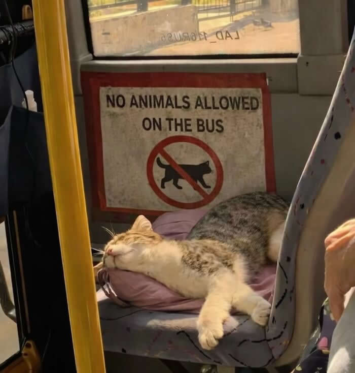 A relaxed tabby-and-white cat sleeps sprawled across a bus seat directly beneath a sign that says &ldquo;No Animals Allowed on the Bus,&rdquo; making the scene especially funny and ironic.