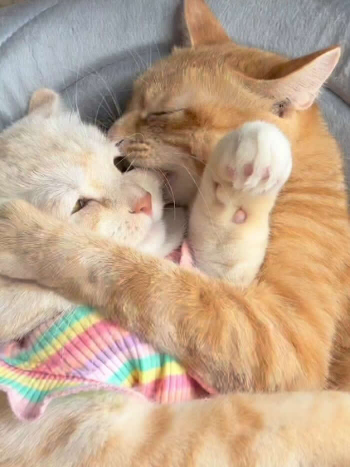 Two ginger-toned cats cuddle on a soft blanket while one playfully chomps the other&rsquo;s cheek, creating a hilarious mix of affection, chaos, and sibling-style wrestling.