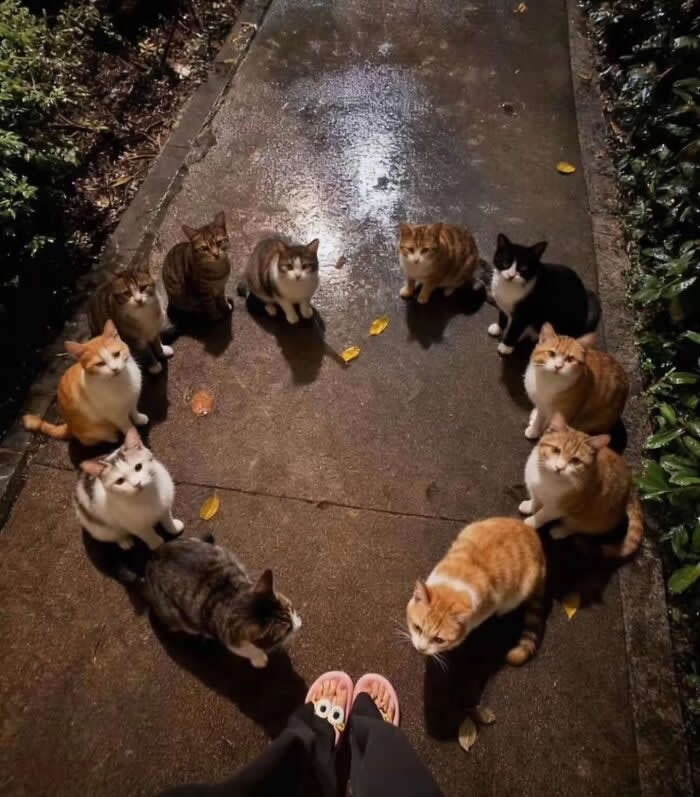 A group of cats gathers in a circle on a wet walkway at night, all staring up at the camera like they&rsquo;ve just paused an important secret neighborhood meeting.