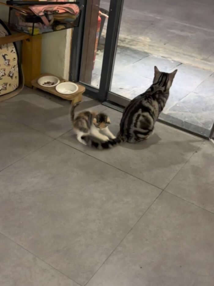 A tiny kitten bats and grabs the tail of a larger tabby cat sitting by a glass door, completely focused on playtime while the older cat stares outside like nothing unusual is happening.