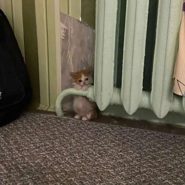 A tiny orange kitten squeezes behind an old radiator with a hilariously worried expression, peeking out from the narrow gap like it got stuck halfway through a very bad hiding plan.