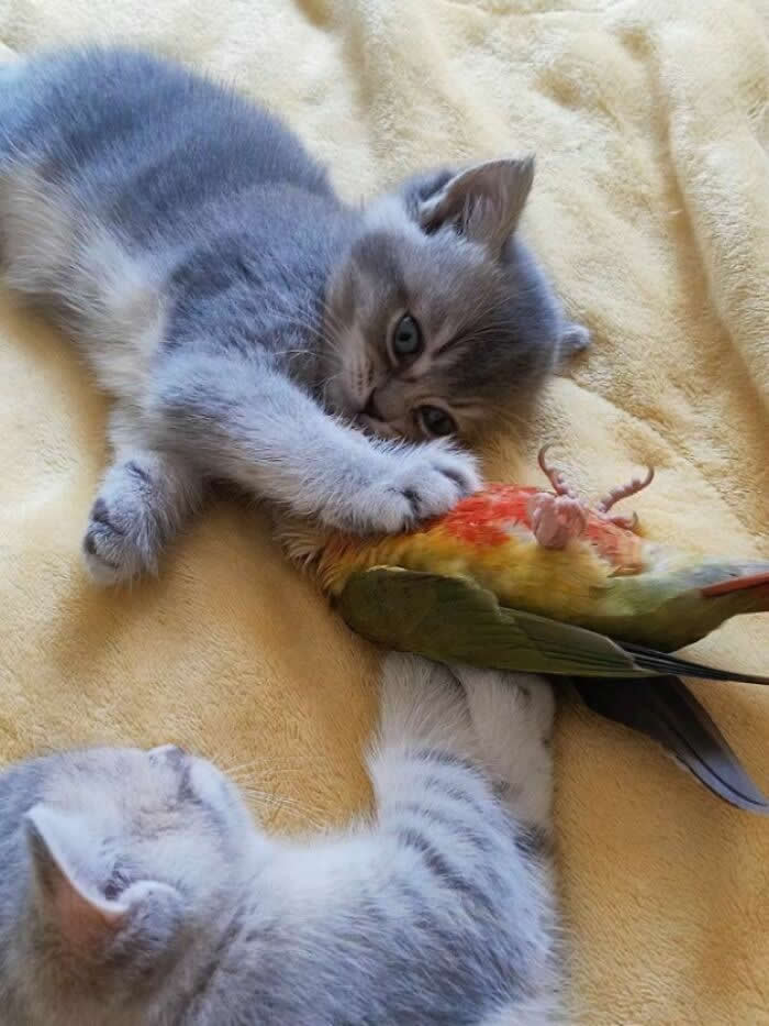 A fluffy gray kitten lies on a yellow blanket while wrapping its paws around a colorful pet bird, creating a hilariously chaotic scene as another kitten reaches in from the bottom of the frame.