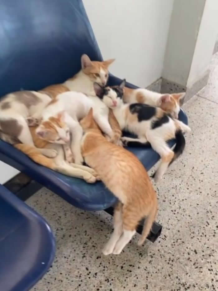 Five cats are piled together on a single blue chair in a sleepy cuddle heap, with one orange cat hanging halfway off the edge like there was definitely no room left but it joined anyway.