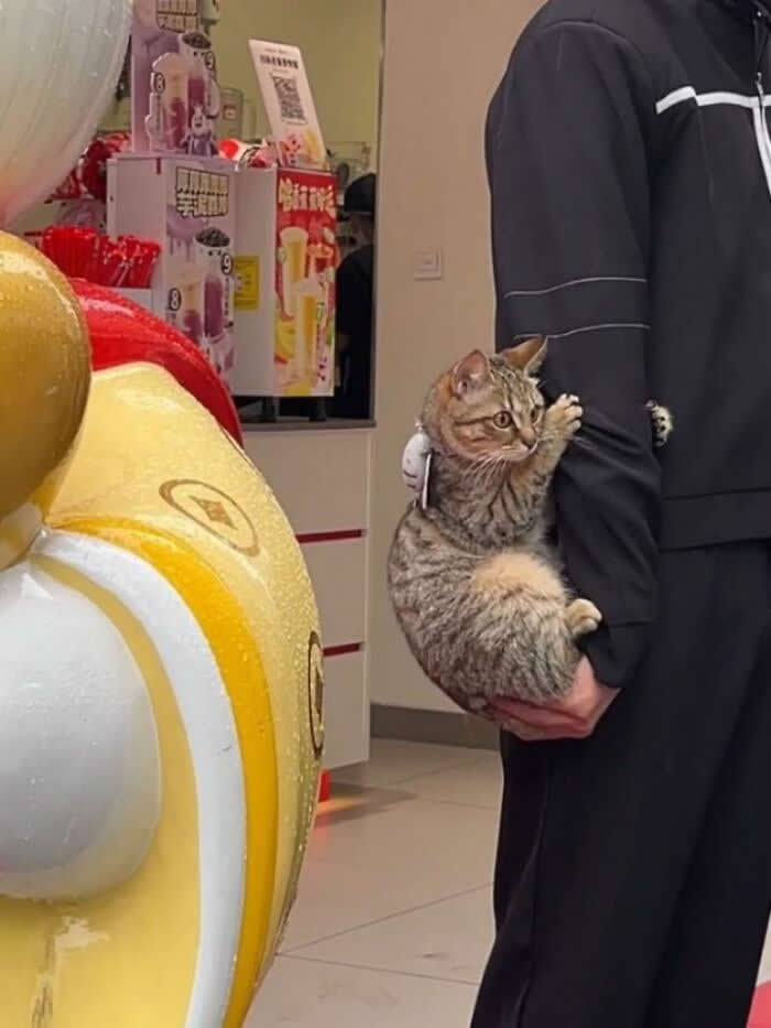 A tabby cat clings tightly to a person&rsquo;s arm like a furry little koala while being carried indoors, with one paw gripping the sleeve and a hilariously determined expression on its face.