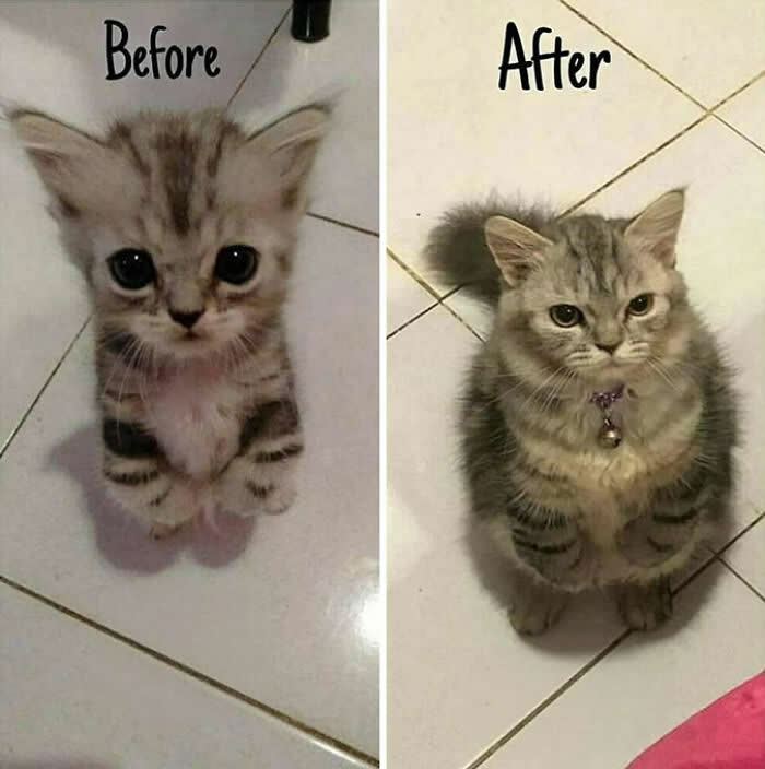 A side-by-side &ldquo;before and after&rdquo; photo shows a tiny wide-eyed silver tabby kitten growing into a fluffy adult cat with the same pose but a hilariously grumpy, unimpressed expression.