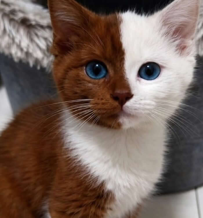 A striking kitten with one brown side and one white side on its face stares at the camera with bright blue eyes, creating a perfectly split two-tone look that feels almost unreal.