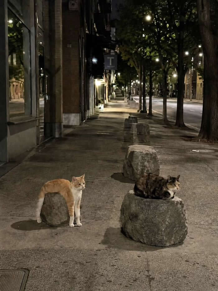 Two cats sit on separate stone bollards along a quiet city sidewalk at night, with one cat perched neatly while the orange cat slumps over its rock like it ran out of energy mid-pose.