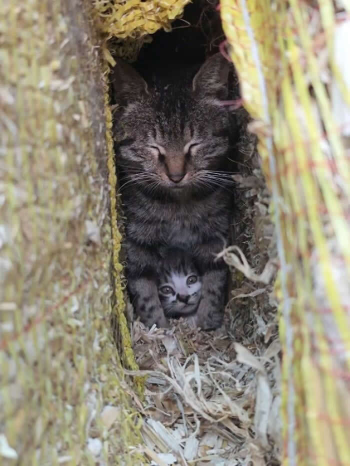 A tabby mother cat sits tucked inside a hay-filled hiding spot while a tiny kitten peeks out from beneath her chest, creating a hilarious little &ldquo;secret base&rdquo; scene.