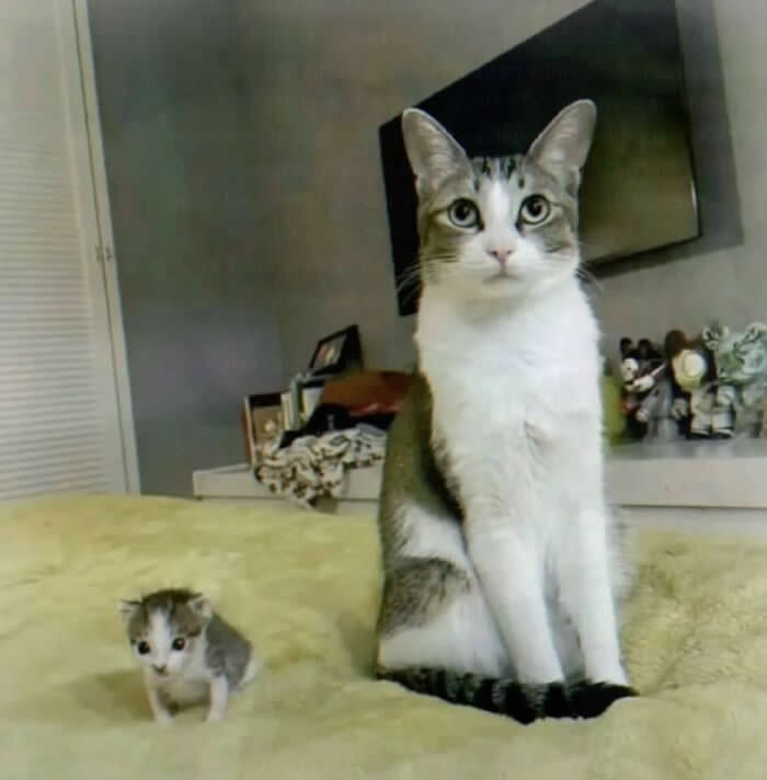 A tall gray-and-white cat sits upright on a bed while a tiny kitten stands beside it, creating a funny size contrast that makes the kitten look like a miniature copy just dropped into the room.