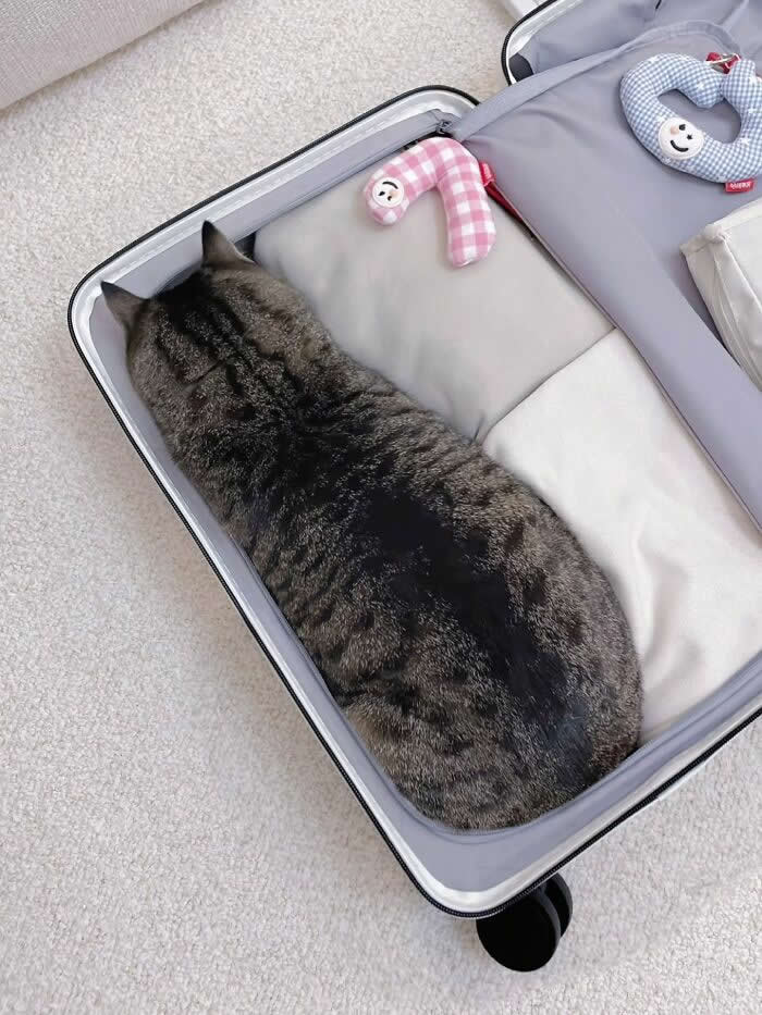 A chunky tabby cat is curled up perfectly inside an open suitcase on top of neatly packed bedding, looking like it has already claimed the luggage as its personal travel seat.