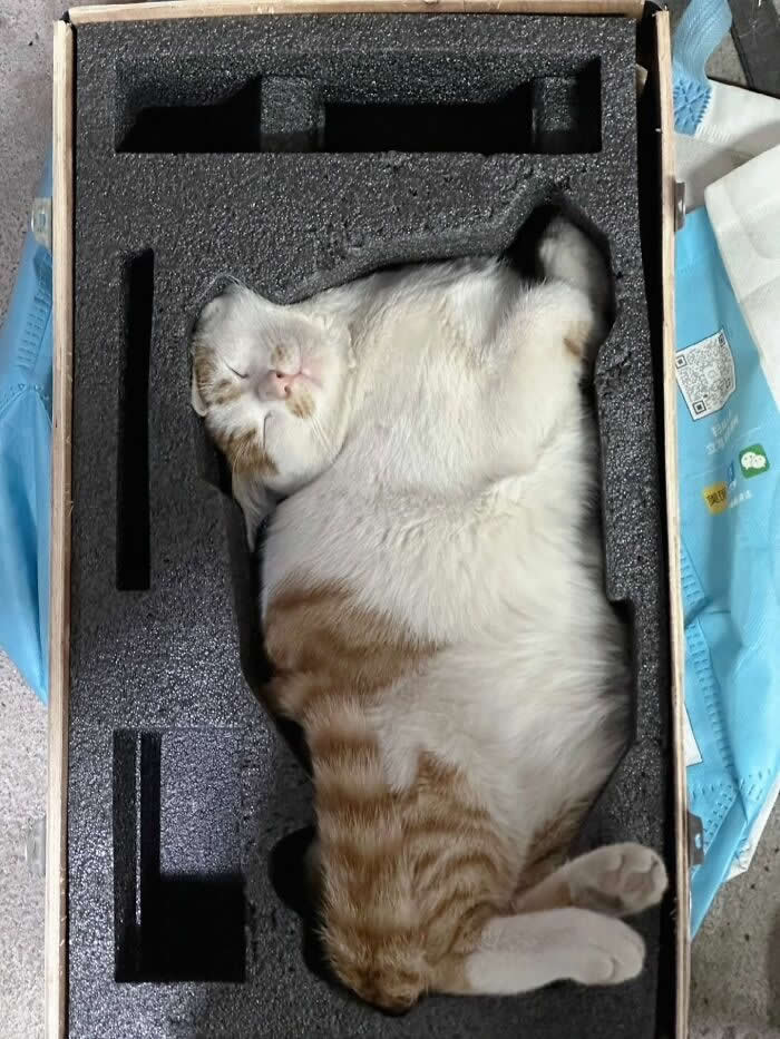 A fluffy orange-and-white cat sleeps curled perfectly inside a black foam packaging insert, looking like it was custom-made to fit the box and has no plans of moving anytime soon.