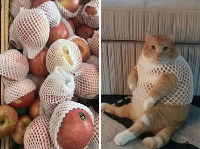 A side-by-side image shows apples wrapped in white foam fruit nets on the left, and a chubby orange-and-white cat on the right hilariously wearing the same net around its body like a very confused piece of produce.