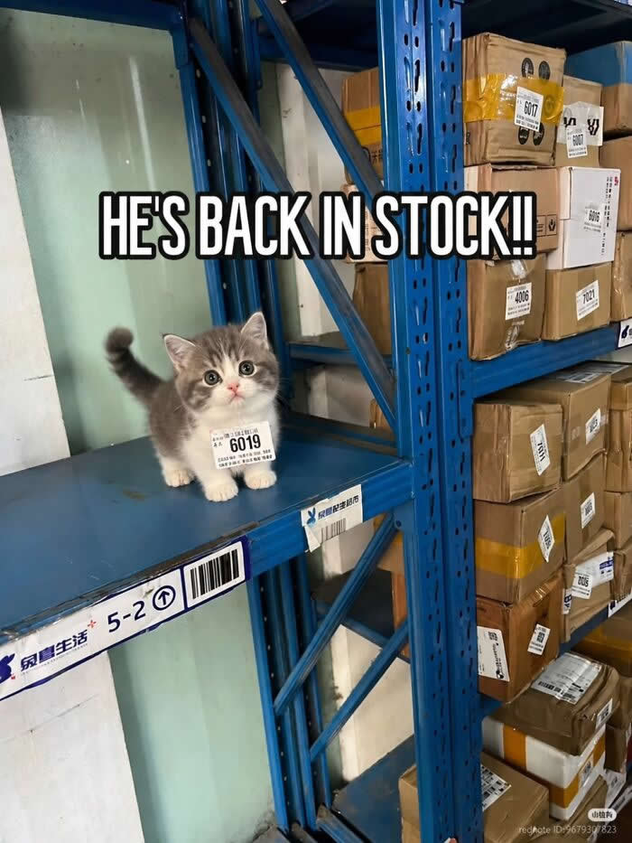 A tiny gray-and-white kitten stands on a warehouse shelf with a label around its neck while text above says &ldquo;HE&rsquo;S BACK IN STOCK!!,&rdquo; making it look like the cutest item in inventory.