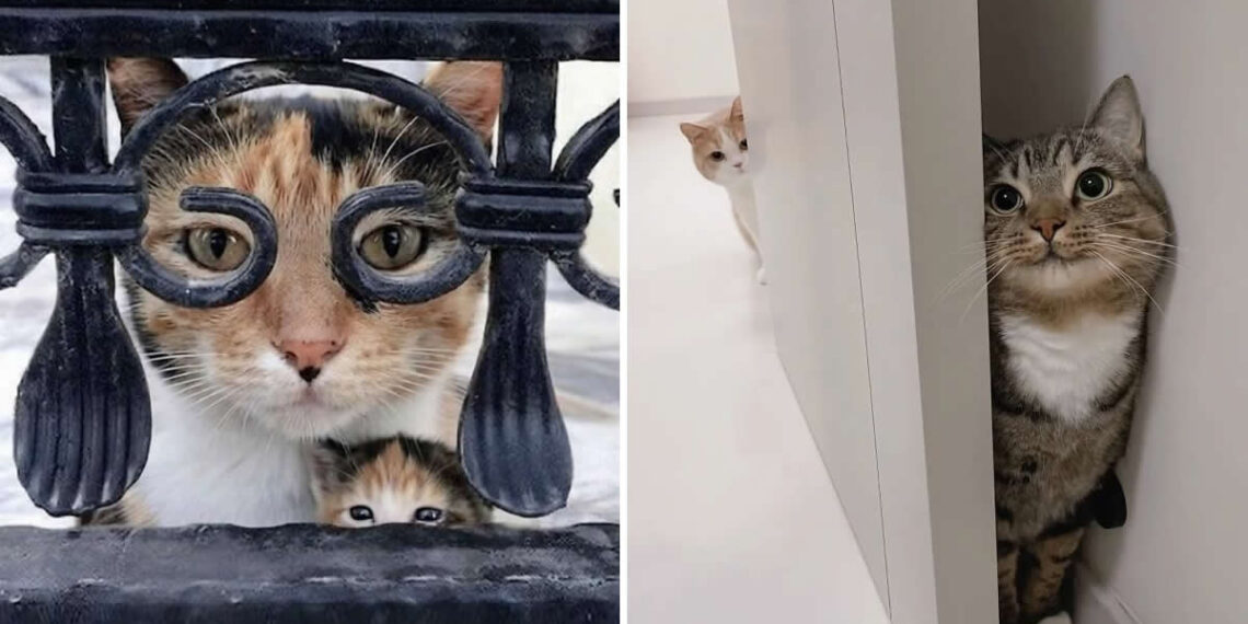 Cats Who Refuse to Behave Normally Even for a Single Second