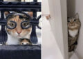 Cats Who Refuse to Behave Normally Even for a Single Second