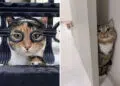 Cats Who Refuse to Behave Normally Even for a Single Second