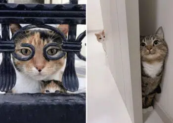 Cats Who Refuse to Behave Normally Even for a Single Second
