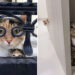 Cats Who Refuse to Behave Normally Even for a Single Second